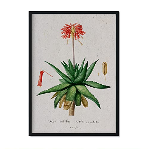 Nacnic Art Print - 013. Poster mit Aquarell-Illustrationen vom französischen Künstler Pierre-Joseph Redouté. Innenausstattung. A3 Größe. von Nacnic