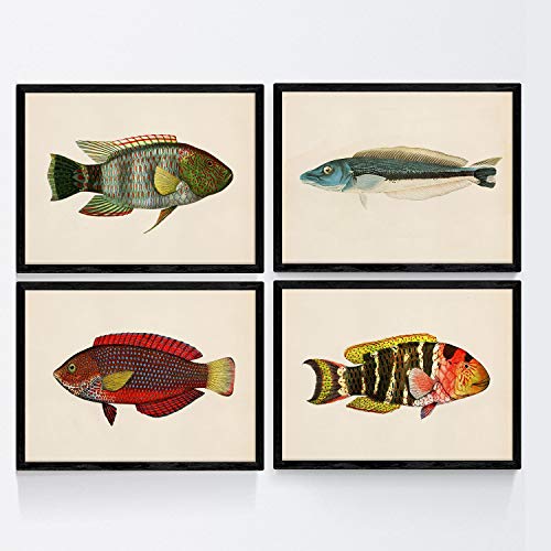 Nacnic Bunte Fische Plakate 4-er Set. Vintage Stil Rot, Grün und Blau Fische Posters mit Altpapier Hintergrund. Größe A4, ohne Rahmen. von Nacnic