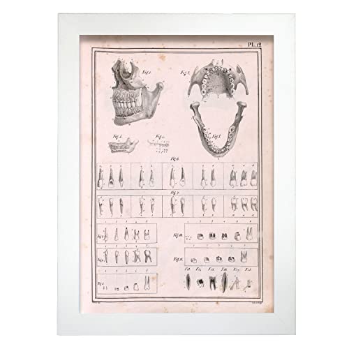 Nacnic Kiefer und Zähne Poster. Dekorative Illustrationen zu Anatomie und Medizin im Vintage-Stil. Design und Innendekoration. A4, mit Rahmen. Nacnic Kiefer und Zähne Poster. Dekorative Illustrationen zu Anatomie und Medizin im Vintage-Stil. Design und Innendekoration. A4, mit Rahmen. von Nacnic