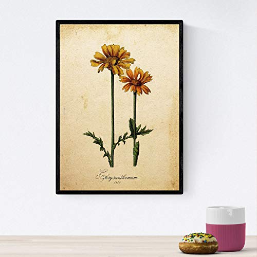 Nacnic Poster von Blumen mit Vintage Hintergrund - Chrysantemum. Klassische Inneneinrichtung mit botanischen Illustrationen. A4 mit Rahmen. von Nacnic