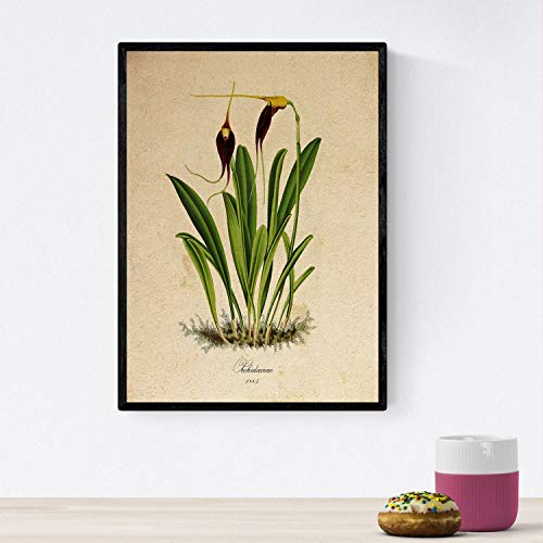 Nacnic Poster von Blumen mit Vintage Hintergrund - Dunkel Orchidee. Klassische Inneneinrichtung mit botanischen Illustrationen. A4 ohne Rahmen. von Nacnic