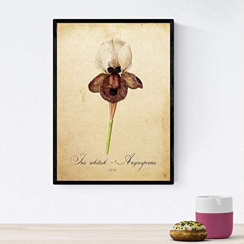 Nacnic Poster von Blumen mit Vintage Hintergrund - Iris Whitish. Klassische Inneneinrichtung mit botanischen Illustrationen. A4 mit Rahmen. von Nacnic