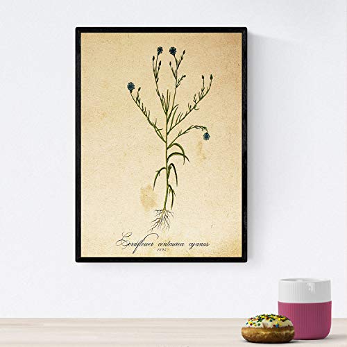 Nacnic Poster von Blumen mit Vintage Hintergrund - Kornblume. Klassische Inneneinrichtung mit botanischen Illustrationen. A4 ohne Rahmen. von Nacnic