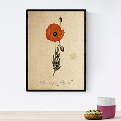 Nacnic Poster von Blumen mit Vintage Hintergrund - Papaverale. Klassische Inneneinrichtung mit botanischen Illustrationen. A4 mit Rahmen. von Nacnic