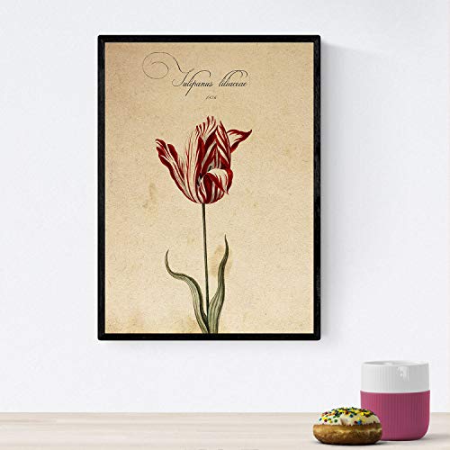 Nacnic Poster von Blumen mit Vintage Hintergrund - Tulpe 2. Klassische Inneneinrichtung mit botanischen Illustrationen. A4 mit Rahmen. von Nacnic