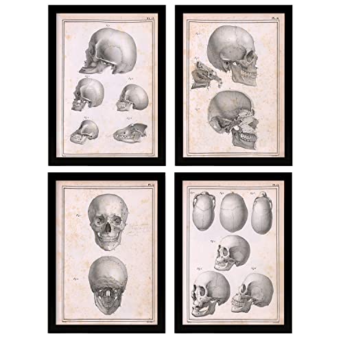 Nacnic Set mit 4 Anatomie von Köpfen und Totenköpfen. Ästhetische Wandkunstdrucke für Schlafzimmer oder Wohnzimmer. Größe A4. Ohne Rahmen. von Nacnic