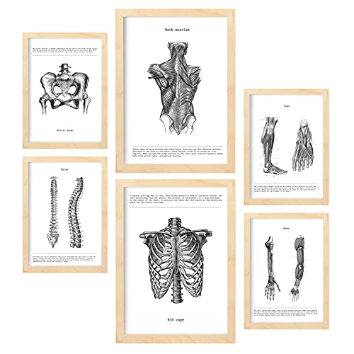 Nacnic-Set von 6 Anatomie-Poster. Sammlung von Platten mit ästhetischer Collage für Innendekoration. Größen A3 und A4. Mit Holzrahmen. von Nacnic