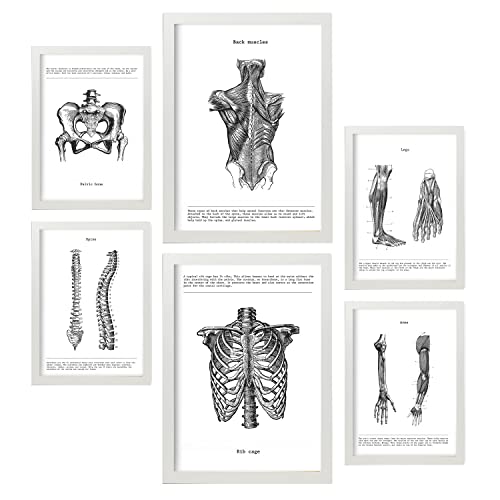 Nacnic-Set von 6 Anatomie-Poster. Sammlung von Platten mit ästhetischer Collage für Innendekoration. Größen A3 und A4. Mit weißem Rahmen. von Nacnic
