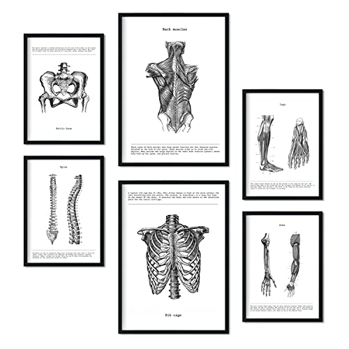 Nacnic-Set von 6 Anatomie-Poster. Sammlung von Platten mit ästhetischer Collage für Innendekoration. Größen A3 und A4. Rahmenlos von Nacnic