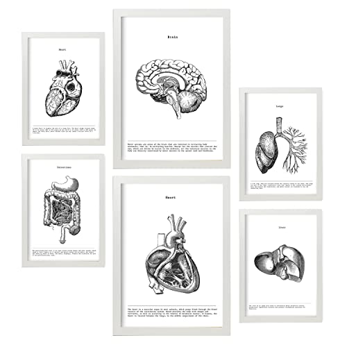 Nacnic-Set von 6 Poster der inneren Organe. Sammlung von Platten mit ästhetischer Collage für Innendekoration. Größen A3 und A4. Mit weißem Rahmen. von Nacnic
