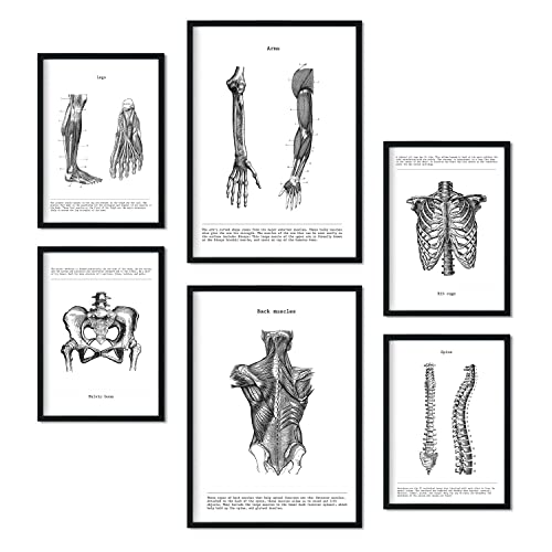 Nacnic Set von 6 Poster von Muskeln und Knochen. Sammlung von Platten mit ästhetischer Collage für Innendekoration. Größen A3 und A4. Rahmenlos von Nacnic