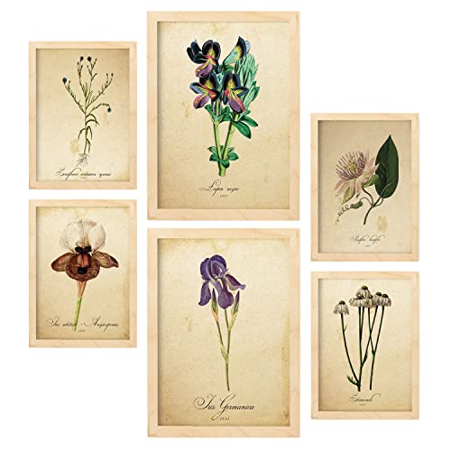 Nacnic-Set von 6 Vintage-Blumen-Poster. Sammlung von Platten mit ästhetischer Collage für Innendekoration. Größen A3 und A4. Mit Holzrahmen. von Nacnic