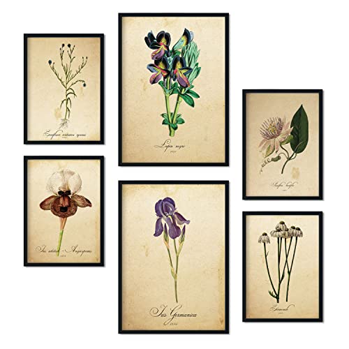 Nacnic-Set von 6 Vintage-Blumen-Poster. Sammlung von Platten mit ästhetischer Collage für Innendekoration. Größen A3 und A4. Mit schwarzem Rahmen. von Nacnic
