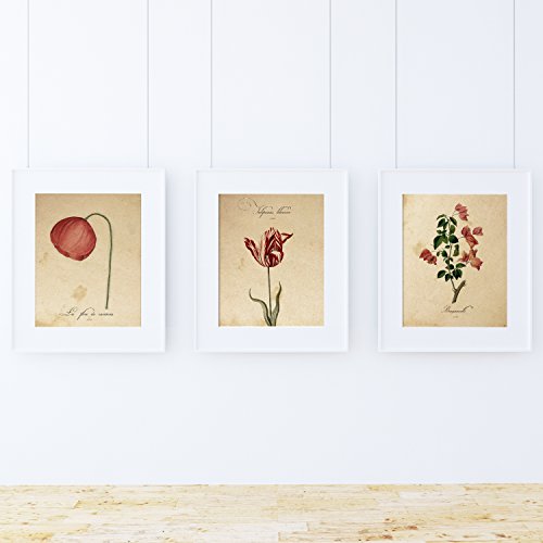 Nacnic 3 Vintage Blumen Postern. Rote Blumen Posterset mit botanischen Bildern in neutralen Tönen. Pflanzen Poster. Natur, Flora, Kräuterkunde. A4 ohne Rahmen. von Nacnic