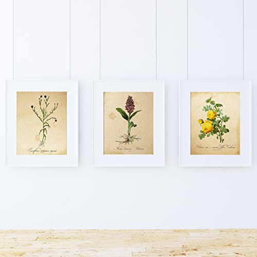 Pack von Sense. Plakate mit Bilder Botanical. Home Decor. Blatt f?r Einrahmung Papier 250?Gramm hohe Qualit?t von Nacnic