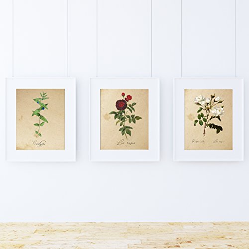 Nacnic 3 Vintage Blumen Postern. Mittelmeer Posterset mit botanischen Bildern in neutralen Tönen. Pflanzen Poster. Natur, Flora, Kräuterkunde. A4 ohne Rahmen. von Nacnic