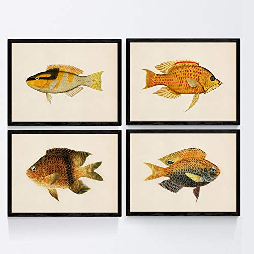 Set von 4 Platten mit bunten Fischen Vintage gelben Ton-Effekt. Amahai. 4 verschiedene Fisch Zusammensetzung im A4-Format, Jahrgang Hintergrund Altpapier Poster Papier 250 gr hohe Qualität. Frameless von Nacnic