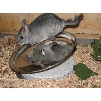 Laufteller von Nagermoebel