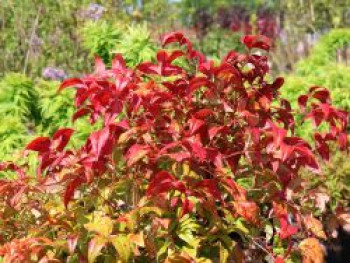 Heiliger Bambus / Himmelsbambus 'Firepower', 20-30 cm, Nandina domestica 'Firepower', Containerware von Nandina domestica 'Firepower'