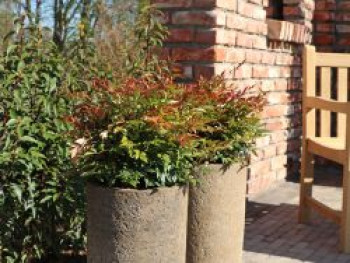 Heiliger Bambus / Himmelsbambus 'Gulf Stream', 30-40 cm, Nandina domestica 'Gulf Stream', Containerware von Nandina domestica 'Gulf Stream'