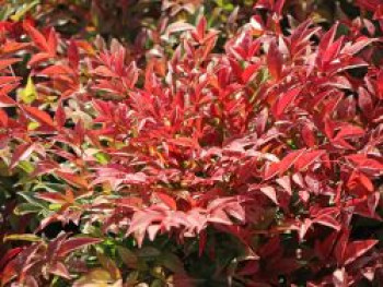 Heiliger Bambus / Himmelsbambus 'Obsessed', 30-40 cm, Nandina domestica 'Obsessed', Containerware von Nandina domestica 'Obsessed'