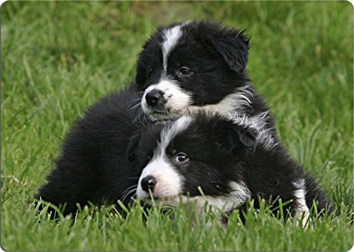 Nanyuk +++ Border Collie - SCHNEIDEBRETT Dekoteller Glasbrett Dekoglas - BOC 01 von Nanyuk
