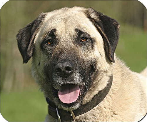 Nanyuk +++ Sivas Kangal - Textil Mousepad Mauspad Unterlage Mausmatte | 5 mm dick - SVK 02 Nanyuk +++ Sivas Kangal - Textil Mousepad Mauspad Unterlage Mausmatte | 5 mm dick - SVK 02 von Nanyuk