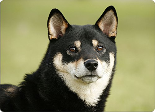 Nanyuk +++ Shiba Inu - SCHNEIDEBRETT Dekoteller Glasbrett Dekoglas - SBA 01 Nanyuk +++ Shiba Inu - SCHNEIDEBRETT Dekoteller Glasbrett Dekoglas - SBA 01 von Nanyuk