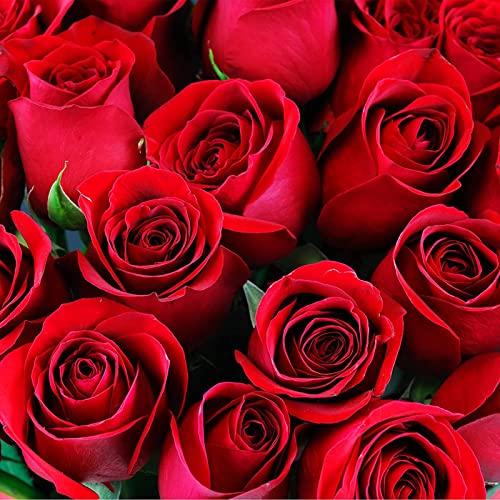 200 teile/beutel Rosen samen-Nicht-GVO-Dürre-tolerante rote Topf Bonsai-Sämlinge für Blumenbeet Samen von Napacoh