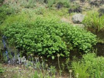 Echte Brunnenkresse, Nasturtium officinale, Topfware von Nasturtium officinale