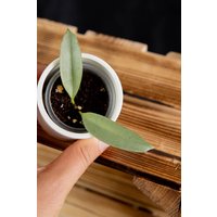 Hoya Multiflora Silber Wonderphil Hoya Multiflora Silber Wonderphil von NataGrows