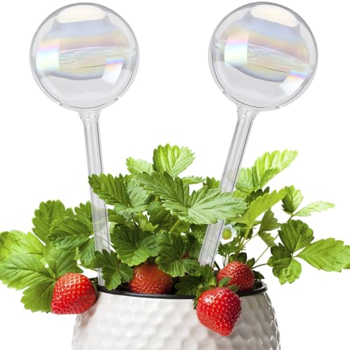 Selbstbewässernde Glühbirnen 2er Set Glas Bewässerungskugeln Wasserspender Pflanzenbewässerungskugeln Selbstbewässerung für Pflanzen Dosierte Bewässerung Glühbirnen für alle Pflanzenarten Gießhilfe Selbstbewässernde Glühbirnen 2er Set Glas Bewässerungskugeln Wasserspender Pflanzenbewässerungskugeln Selbstbewässerung für Pflanzen Dosierte Bewässerung Glühbirnen für alle Pflanzenarten Gießhilfe von NathrBTV