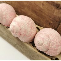 3 Schneckenhäuser Leer Lackiert Deko Floristik Weinbergschnecken Basteln 3 Schneckenhäuser Leer Lackiert Deko Floristik Weinbergschnecken Basteln von NatisStoreOfArts
