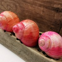 3 Schneckenhäuser Leer Lackiert Deko Floristik Weinbergschnecken Basteln 3 Schneckenhäuser Leer Lackiert Deko Floristik Weinbergschnecken Basteln von NatisStoreOfArts
