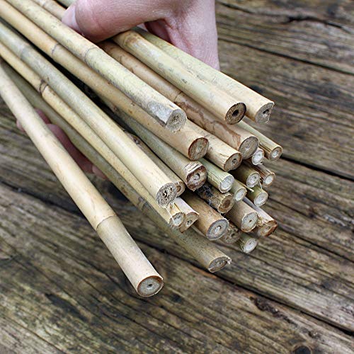100 Bambusstäbe - Tonkinstäbe 120 cm/10-12 mm von Native Plants
