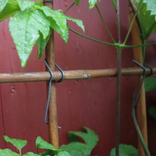 100 Stück Bambusklammern - Tonkinklammern - zum Rankgitter selber Bauen von Native Plants