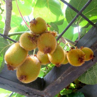 Kiwi Jenny - Actinidia chinensis 'Jenny' - selbstfruchtend / selbstbefruchtend von Native Plants