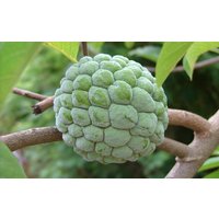 Annona Squamosa Samen Annona Squamosa Samen von NativeUSASeedsLLC