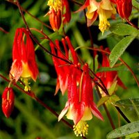 Aquilegia Canadensis Samen von NativeUSASeedsLLC