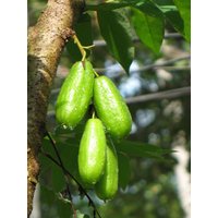 Bilimbi Samen Bilimbi Samen von NativeUSASeedsLLC