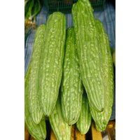 Bitter Gourd Samen Bitter Gourd Samen von NativeUSASeedsLLC
