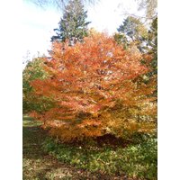 Carpinus Caroliniana Samen von NativeUSASeedsLLC
