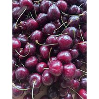 Cherry Samen Cherry Samen von NativeUSASeedsLLC