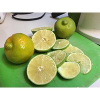 Citrus Limetta Samen Citrus Limetta Samen von NativeUSASeedsLLC