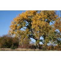 Cottonwood Samen Cottonwood Samen von NativeUSASeedsLLC