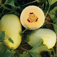 Crenshaw Samen Crenshaw Samen von NativeUSASeedsLLC