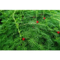 Cypressvine Samen von NativeUSASeedsLLC