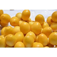 Date Samen Date Samen von NativeUSASeedsLLC