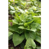 Doellingeria Scabra Samen Doellingeria Scabra Samen von NativeUSASeedsLLC