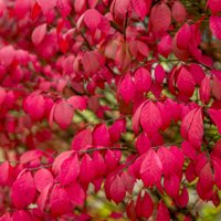 Euonymus Alatus Samen Euonymus Alatus Samen von NativeUSASeedsLLC